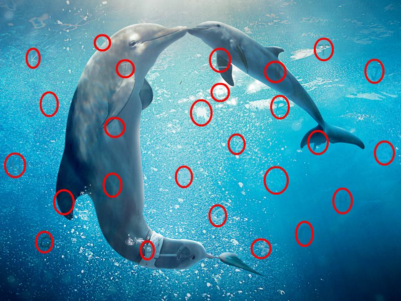 Dolphin Tale Games Dolphin Tale Games
