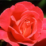 Red Rose