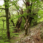 Hidden Forest Ants