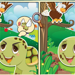 Wee Turtle Adventures