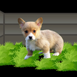 Dog Escape From Forest