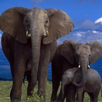 Play Wild Elephants-Find the Spot Game-Play Free Hidden Objects Games ...