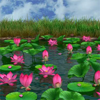 Free online flash games - Hidden Lotus