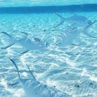 Hidden Stars-Water