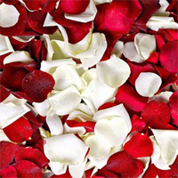 Free online flash games - Valentine Hidden Rose