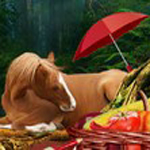 Clump Woods Hidden Object