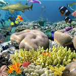 Unknown Sea Find objects