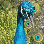 Birds Hidden Images