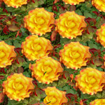 Hidden Stars Flowers