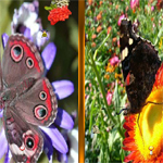Butterfly Similarities