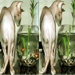 Cat And Fish Differences