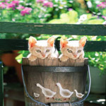 Cute Kittens