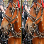 Gimme 5 Horses