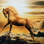 Horse Differences