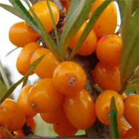 Hidden Carrots Myhiddengame