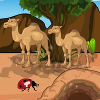 Free online flash games - Save the Camel Calf