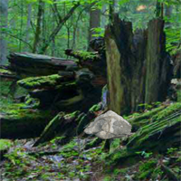 FunEscapeGames City Forest Fun Escape