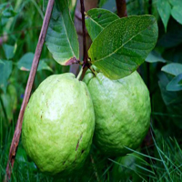 Free online flash games - Guava Fruit Land Escape HTML5