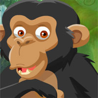 Chimpanzees Escape