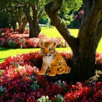 Garden Tiger Cub Escape HTML5