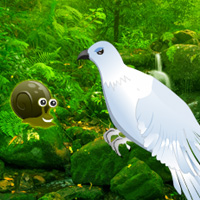 Green Forest Dove Escape