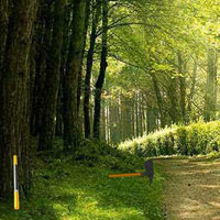 Escape Peacock From Forest HTML5