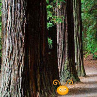Escape From Redwood Forest HTML5 