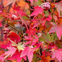 Maple Leaf Garden Escape HTML5