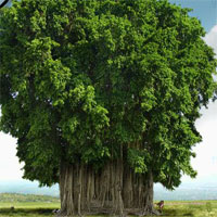 Banyan Tree Hidden Numbers