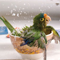 Birds Hidden Numbers