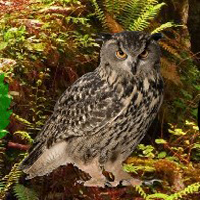 Clown Owl Forest Escape