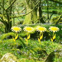 Wow Green Bush Squirrel Forest Escape
