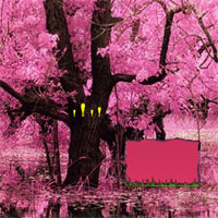 Wow Lovely Blossom Forest Escape