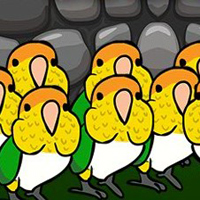 G2J Caique Parrots Escape 