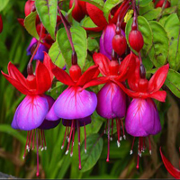 Free online flash games - Flower Lawn Escape HTML5