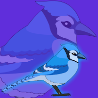  FG Cute Blue Jay Rescue