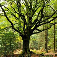 Seeking Forest House HTML5