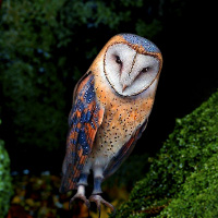 Wowescape Masked Owl Island Escape