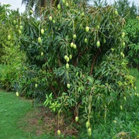 Mango Farm Escape HTML5