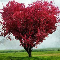 Dream Heart Forest Escape HTML5