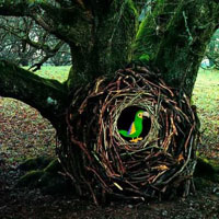 Grove Hidden Wild Escape HTML5