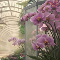 Free online flash games - Orchid Show