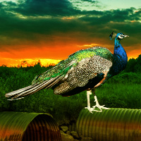 Games2rule Cute Little Peacock Rescue