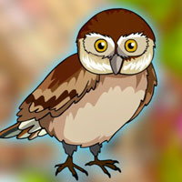 G2J Glaucidium Owl Escape from Cage