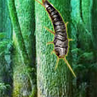  Silverfish Forest Escape