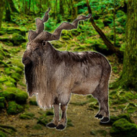 WowEscape Save the Markhor