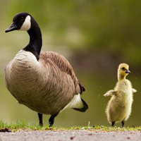  Help The Hungry Goose Bird HTML5