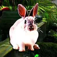 Mirchi rabbit rescue 2