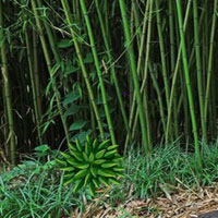 Escape The Sleeping Panda HTML5