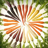 Carrot Plantation Escape HTML5